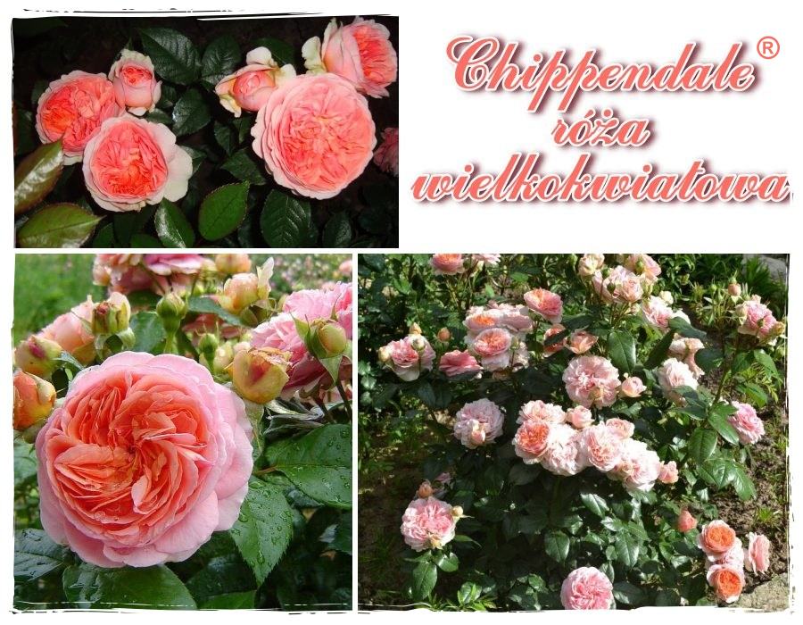 Chppendale róże wielkokwiatowe kol